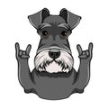 Schnauzer Dog Portrait. Rock gesture, Horns. Cute dog. Schnauzer breed. Vector.