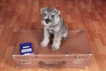 Schnauzer dog on a suitcase with pet passport is ready to a travel Royalty Free Stock Photo