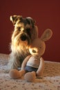 A Schnauzer dog with a toy