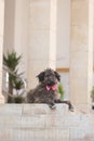 Schnauzer dog, wearing a pink bow, resting on a set of stairs outside of a building Royalty Free Stock Photo