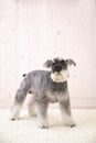 Schnauzer dog on the white carpet