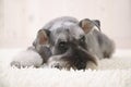 Schnauzer dog on the white carpet