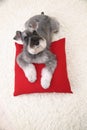 Schnauzer dog on the white carpet and red pillow