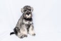 Schnauzer dog white-grey sits and looks at you on a white background, copy space. Sad puppy miniature schnauzer