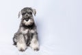 Schnauzer dog white-grey sits and looks at you on a white background, copy space. Sad puppy