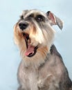 A Schnauzer dog yawns. Close-up front view Royalty Free Stock Photo