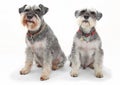 Schnauzer dogs