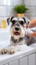 Schnauzer enjoying bath with soapy bubbles in white tiled bathroom Royalty Free Stock Photo