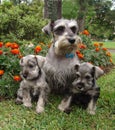 Schnauzer family 2 Royalty Free Stock Photo