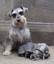 Schnauzer family Royalty Free Stock Photo