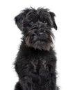 Schnauzer looking at camera against white background