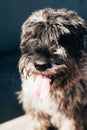 Schnauzer mittelschnauzer close up portrait on background