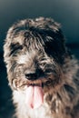 Schnauzer mittelschnauzer close up portrait on background