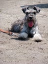 Schnauzer, the most friendly, loyal and cute dog