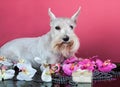 Schnauzer with orchid flowers