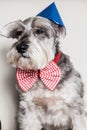 Tender pet - miniature Dog Schnauzer