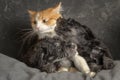 Schnauzer puppies and ginger cat on the sofa Royalty Free Stock Photo