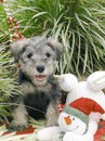 Schnauzer puppy Royalty Free Stock Photo