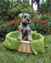 Schnauzer puppy in basket