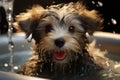 Schnauzer puppy bath with shampoo and bubbles in bathtub. Pet shop or grooming salon banner