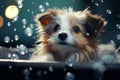 Schnauzer puppy bath with shampoo, perfect for pet shop or grooming salon. Copy space available Royalty Free Stock Photo