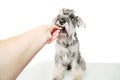 Schnauzer puppy dog eating food biscuit from hand on white background. Dog training, feeding pet concept.