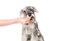 Schnauzer puppy dog eating food biscuit from hand isolated on white background. Dog training, feeding pet concept