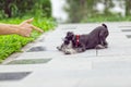 SCHNAUZER PUPPY IN THE GARDEN Royalty Free Stock Photo