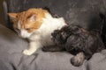 Schnauzer puppy plays with ginger cat on the sofa