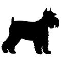 Schnauzer Silhouette Royalty Free Stock Photo