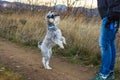 Schnauzer standing on his hind legs with his owner