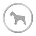 Schnauzer vector icon in monochrome style for web