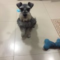 Schnauzer want to play with the bone toy Royalty Free Stock Photo