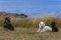 Schnauzer, West highland Terrier and Chihuahua having a rest on the coastline field