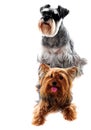 Schnauzer and Yorkshire Terrier. Pets