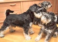 Schnauzers