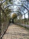 Tunnel of plants at Schnbrunn Palace garden. Vienna, Austria. Royalty Free Stock Photo