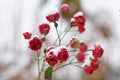 Snow on rose blossoms in December Royalty Free Stock Photo