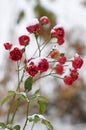Snow on rose blossoms in December Royalty Free Stock Photo