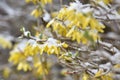 Spring snowfall with flowers and blossoms Royalty Free Stock Photo