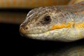 Schneider`s skink, eumeces schneideri on isolated black background Royalty Free Stock Photo