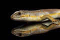 Schneider`s skink, eumeces schneideri on isolated black background Royalty Free Stock Photo