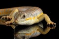 Schneider`s skink, eumeces schneideri on isolated black background Royalty Free Stock Photo