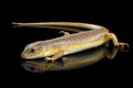 Schneider`s skink, eumeces schneideri on isolated black background Royalty Free Stock Photo