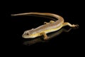 Schneider`s skink, eumeces schneideri on isolated black background Royalty Free Stock Photo