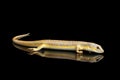 Schneider`s skink, eumeces schneideri on isolated black background Royalty Free Stock Photo