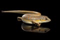 Schneider`s skink, eumeces schneideri on isolated black background Royalty Free Stock Photo