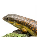 Schneider Skink Royalty Free Stock Photo