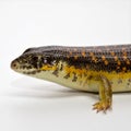 Schneider skink Royalty Free Stock Photo