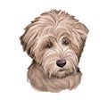 Schnoodle dog digital art illustration isolated on white